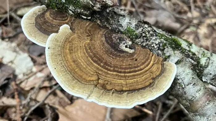 wild mushroom